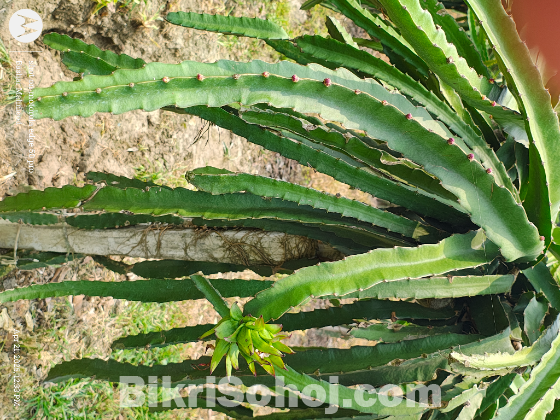 ড্রাগন বাগান সহ ৩৩১ শতক জমি বিক্রয়